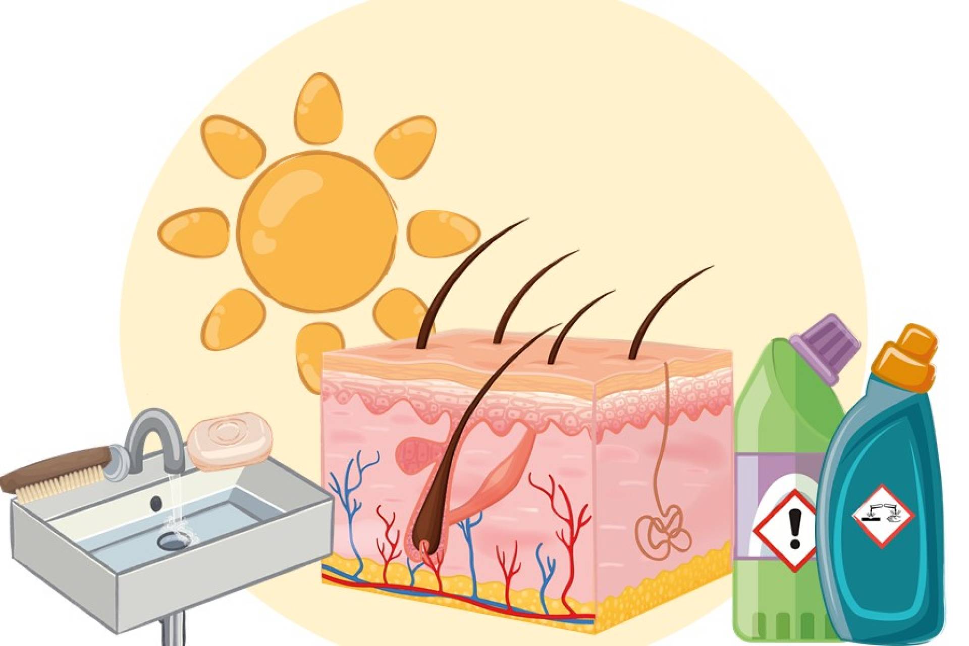 Hautgesundheit im Beruf - Grundlagen der Haut und Risikofaktoren
