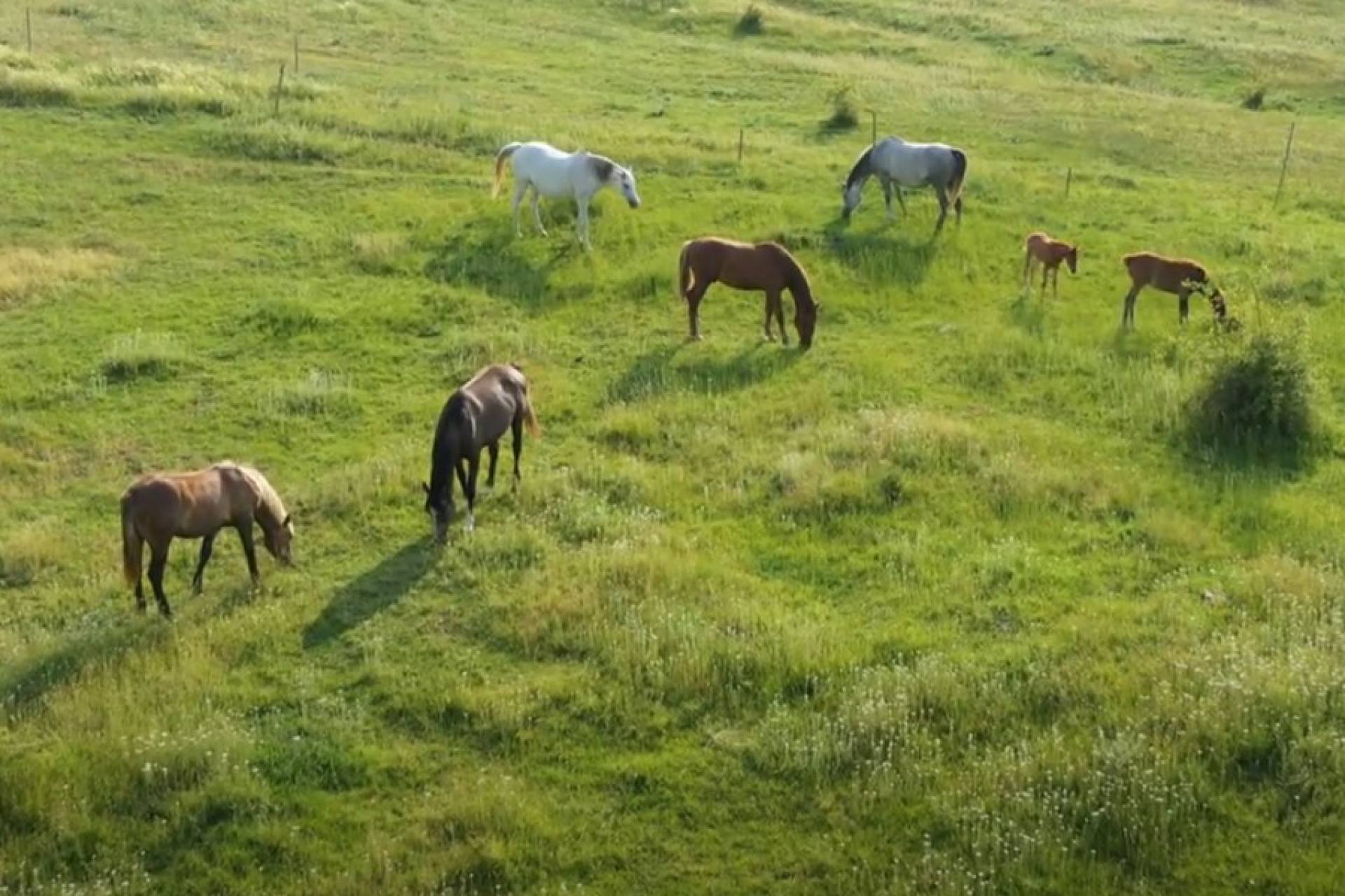 Pferde in der tierärztlichen Praxis – Gefahren vermeiden, sicher arbeiten