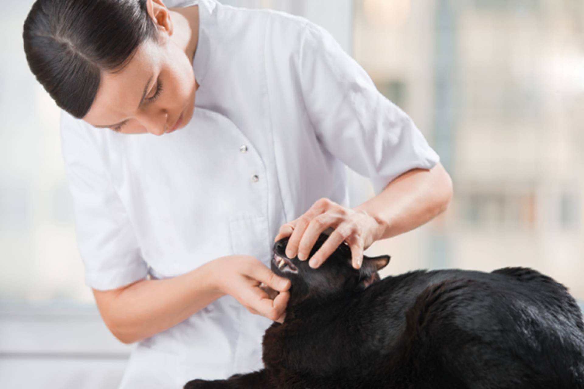 Katzen in der tierärztlichen Praxis – Tipps für einen sicheren Umgang